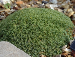 Tight hard dark green leaves in mounds